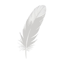 Obraz premium A single, detailed, white feather isolated against a plain white background.