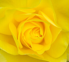 yellow rose