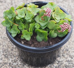 Crassula montana ssp. quadrangularis mature succulent plant