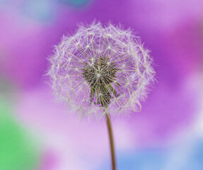 close up of dandelion