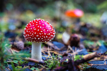 Red Toadstool in close-Up view in natural environment of autumn forest.