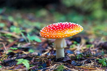 Red Toadstool in close-Up view in natural environment of autumn forest.