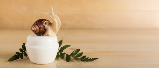 Snail and jar of cosmetic cream on wooden background with space for text