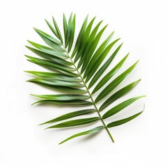 Fototapeta premium Single palm frond, studio shot, white background, tropical design element