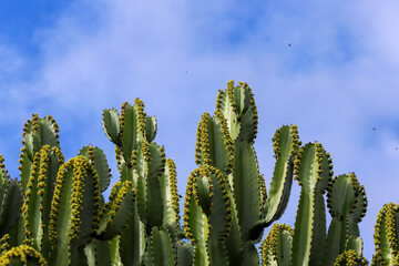 The top of several dark green candelabra cacti, Euphorbia ingens, with yellow flower buds along...