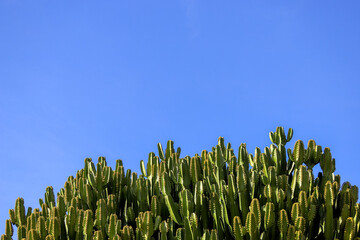 The top of several dark green candelabra cacti, Euphorbia ingens, with yellow flower buds along...
