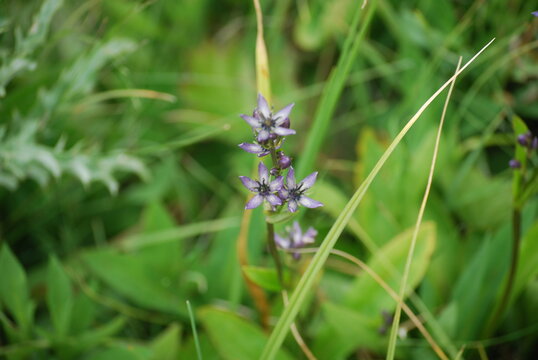 Gentian, Star/Felwort - Swertia perennis