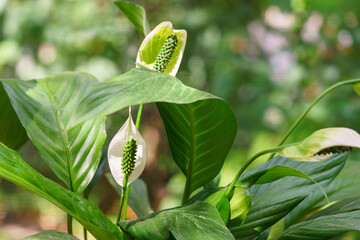 Closeup, macro of blooming white Spathiphyllum kochii flowers with vibrant green leaves under soft...