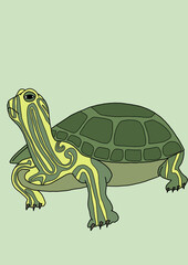 turtle vector illustration
