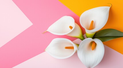 Calla lilies on pink and yellow geometric background, minimal floral arrangement, modern flower art, elegant white bloom, spring summer design, pastel abstract wall, stylish greeting card template

