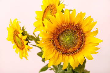 Naklejka premium Bouquet of beautiful sunflowers on pink background, closeup