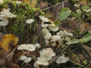 Kleine Weiße Pilze 
