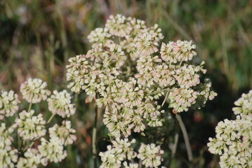 Buckwheat, Creamy/Subalpine - Erigonum umbellatum var. majus