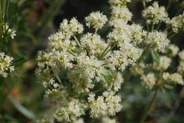 Buckwheat, Creamy/Subalpine - Erigonum umbellatum var. majus