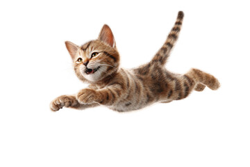 Free photo of cat in motion pose transparent background