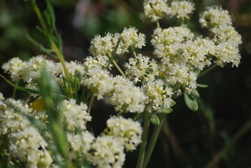 Buckwheat, Creamy/Subalpine - Erigonum umbellatum var. majus
