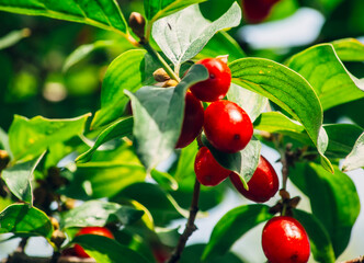 red berries on a branch of tree