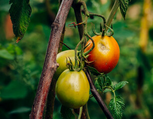 tomato on the vine