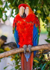 red and blue macaw