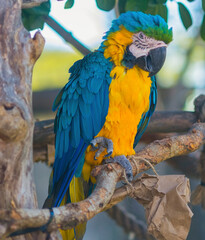 blue and yellow macaw