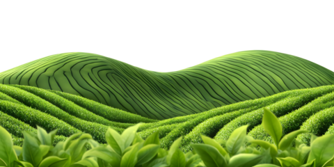 Vibrant green tea plantation rolling hills offer serene natural beauty and agricultural abundance