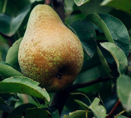 pear on the tree