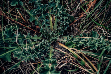 Fototapeta premium close up of a green moss