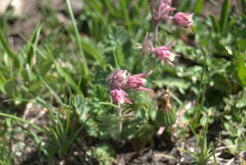 Prairie Smoke/ Old Man’s Whiskers- Geum triflorum