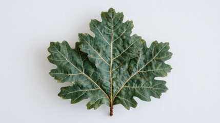 A Close-up of a Green Leaf on White Background, Nature Photography
