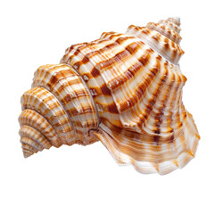 Obraz premium Close-up of a seashell with intricate spiral and striped patterns