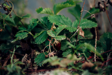 green leaves in the forest