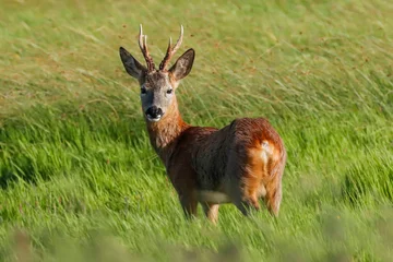 Fototapeten Rehe Roe Deer Buck In Grass At Keyhaven Marsh  © Hizglebe