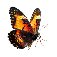 Close-up of a vibrant butterfly in flight.  Wings display a mix of orange, brown, and black patterns.  Detailed markings and veins visible