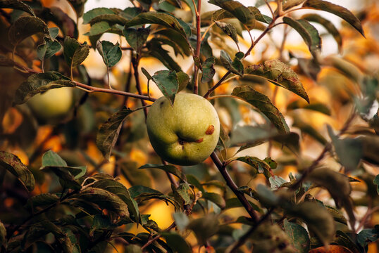 green apples on tree