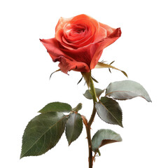 Single, vibrant coral rose with dark green leaves