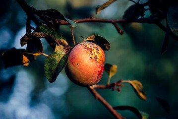 red apples on tree