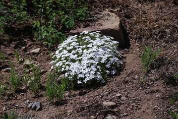 Phlox, Many-Flowered/Mountain - Phlox multiflora