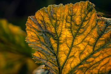 autumn leaves in the sun