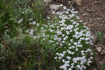 Phlox, Many-Flowered/Mountain - Phlox multiflora