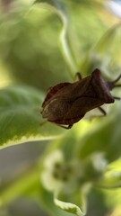 A close up of a nymph of a dock bug. Macro photography