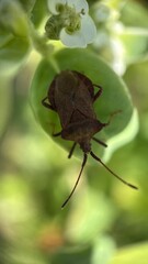 A close up of a nymph of a dock bug. Macro photography