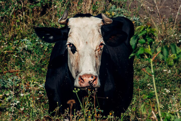 black and white cow