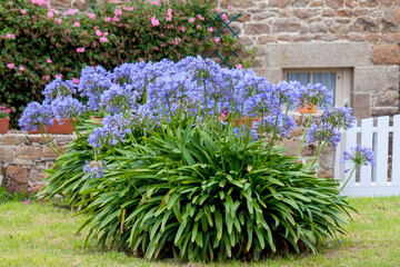 Schmucklilien (Agapanthus) © AnnaReinert