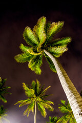 Palm Tree at night