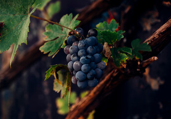 red grapes on vine