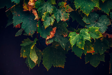 autumn leaves on the ground