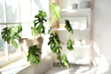 Blurred view of Monstera plant on windowsill in light room