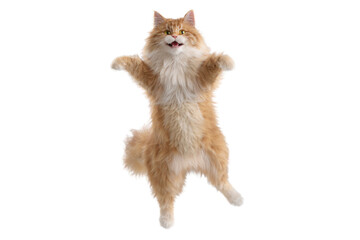 Free photo of cat in motion pose transparent background