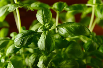 Fresh green basil on brown background, closeup