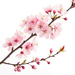 cherry blossom isolated on white